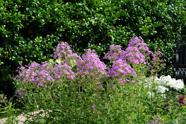 Un buisson de fleur violet