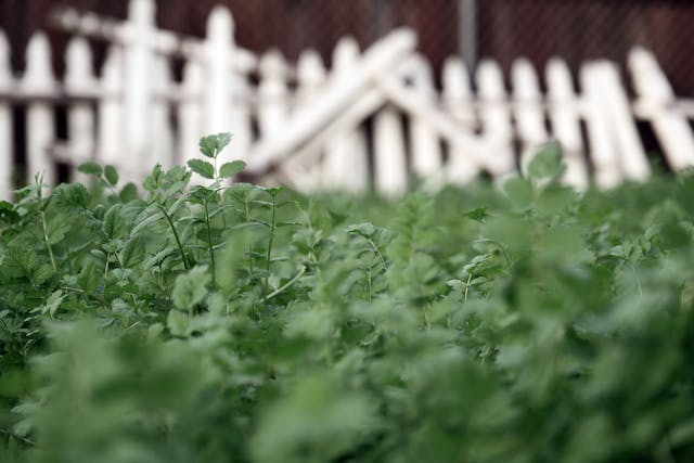 Une photo prise à rat de l'herbe devant une clôture blanche